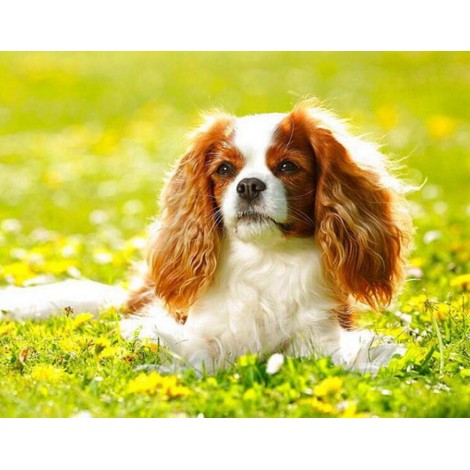 Cavalier King Charles Spaniel Puppy