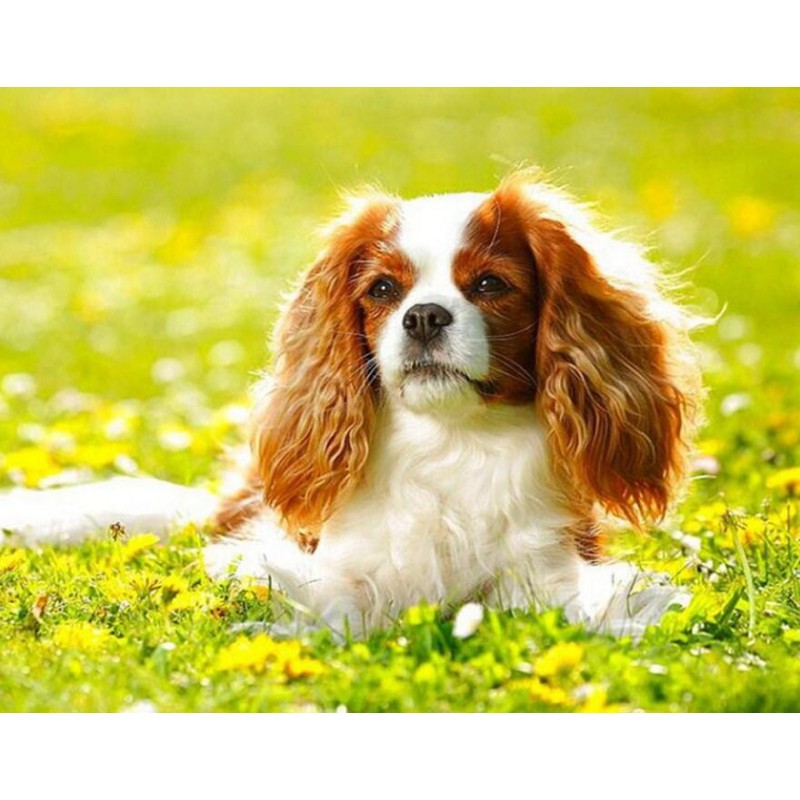 Cavalier King Charle...