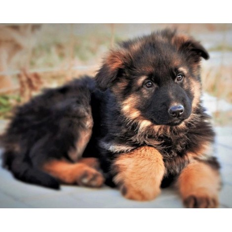 Cute German Shepherd Puppy