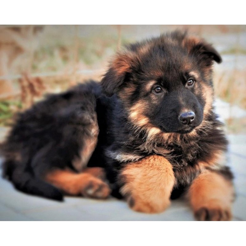 Cute German Shepherd Pupp...