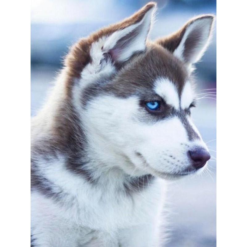 Adorable Husky with Blue ...