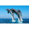 Dolphins Playing in Blue Water