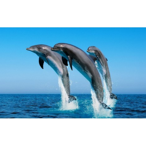 Dolphins Playing in Blue Water