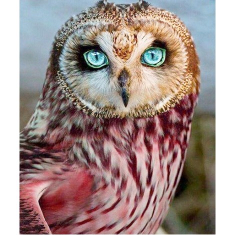 Blue Eyed Owl - Paint by Diamonds