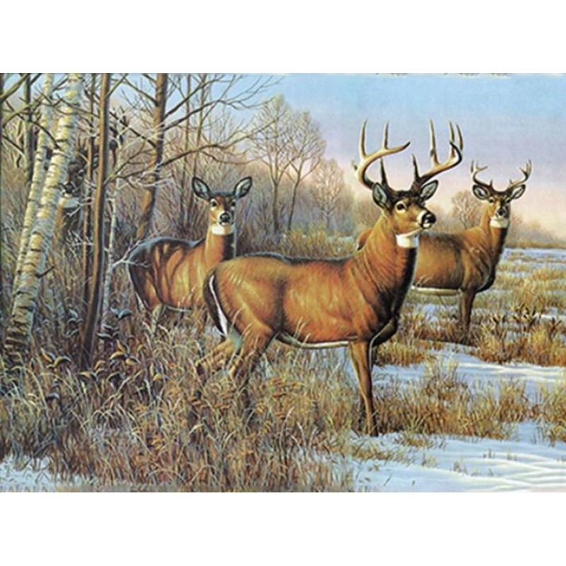 Buck Deer and Doe Di...
