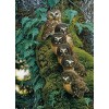 Family of Owls on the Tree