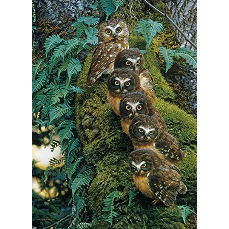Family of Owls on th...