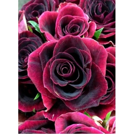 Black Beauty Rose - Diamond Painting Kit
