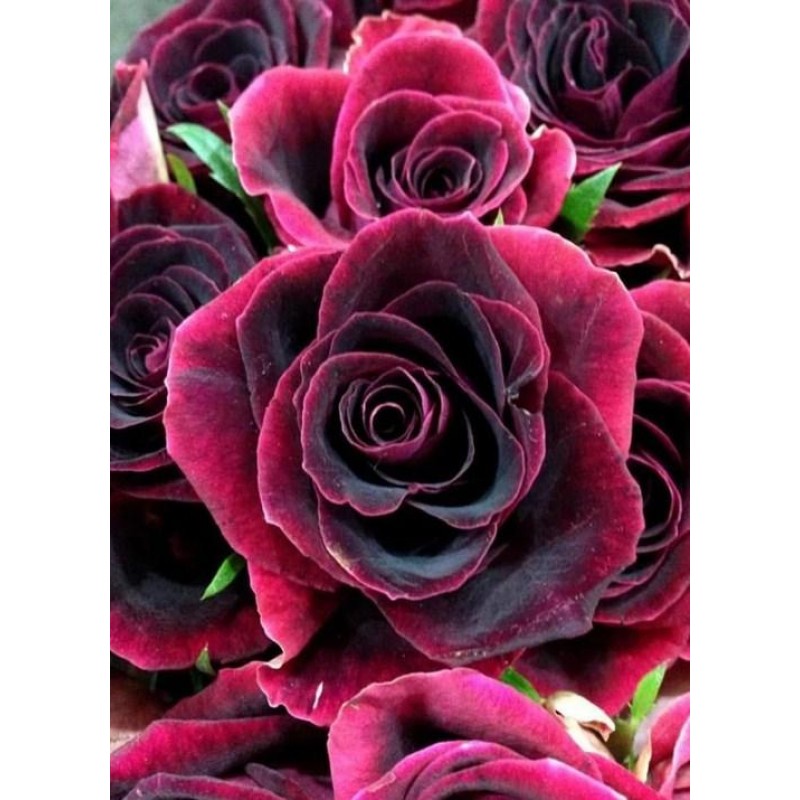 Black Beauty Rose - Diamo...