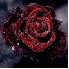 Dark Red Rose with Water Drops
