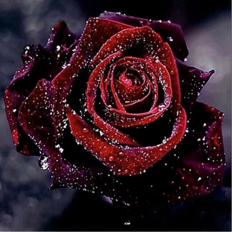 Dark Red Rose with W...