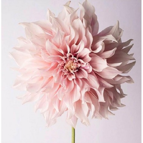 Dahlia Flower - Paint by Diamonds