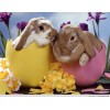 Bunnies in Easter Eggs