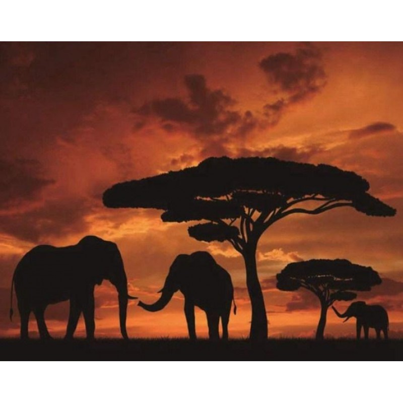 African Elephants & ...