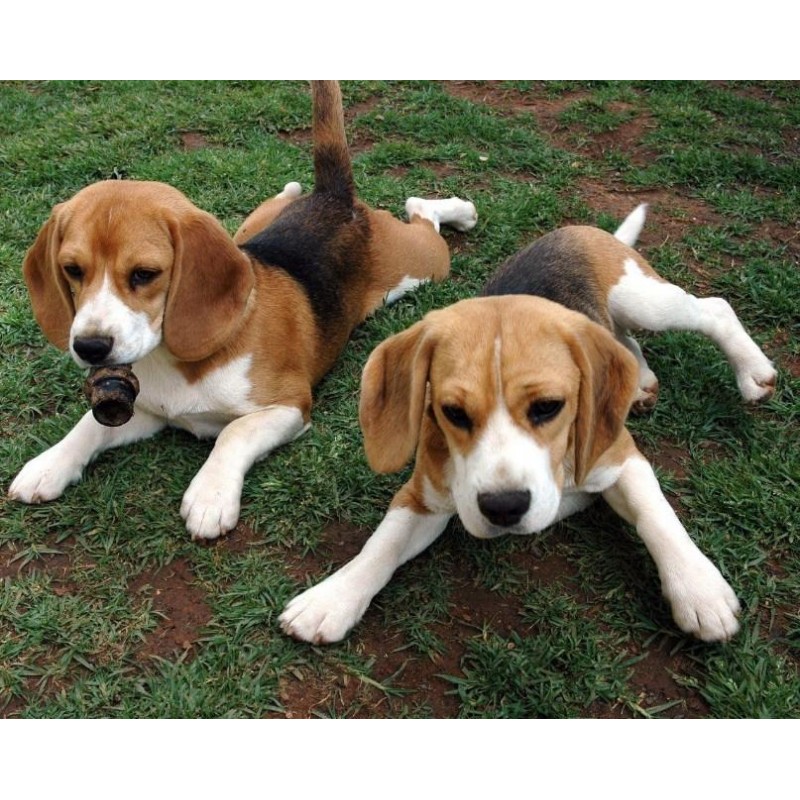Beagle Bloodhound Puppies...