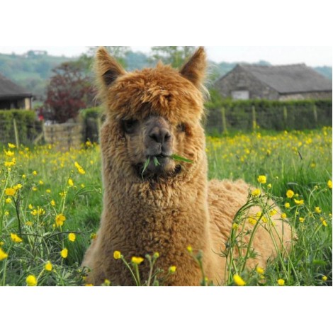 Brown Llama Sitting in the Fields