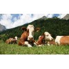 Cows in the Pasture Diamond Painting