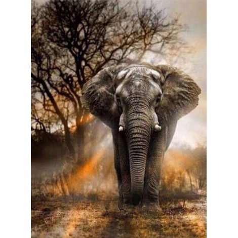 Elephant in the Forest