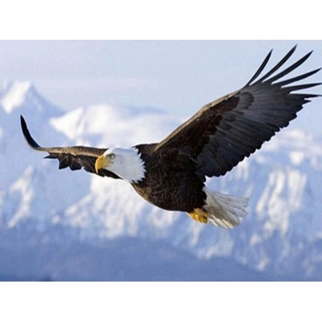 Eagle Flying on Snowy Mountains