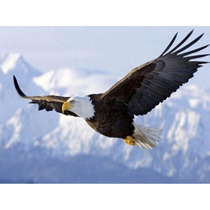 Eagle Flying on Snow...