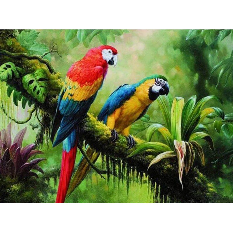 Colorful Parrots in ...
