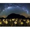 Dream Night Sky & Magical Flowers