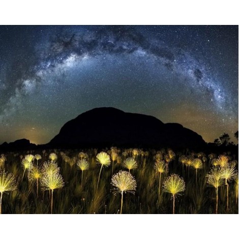 Dream Night Sky & Magical Flowers
