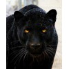Black Panther DIY Painting Kit