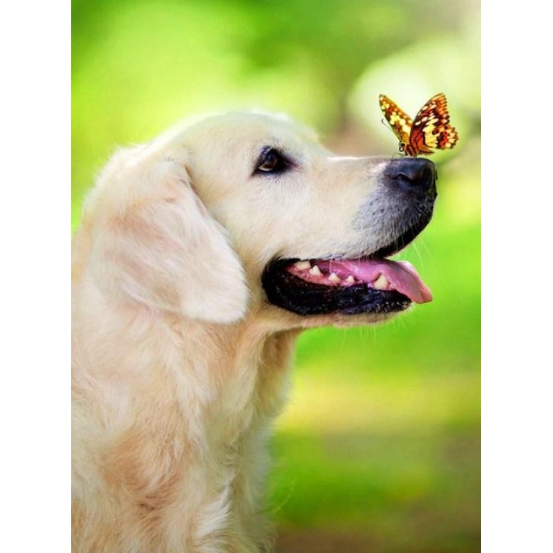 Dog with Butterfly o...