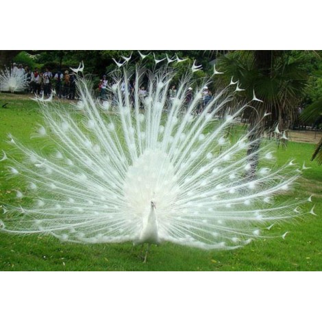 Dancing White Peacock Diamond Painting
