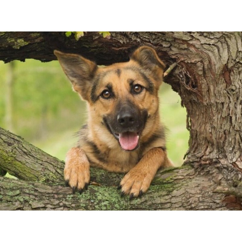 Baby German Shepherd...