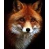 Adorable Red Fox Diamond Painting