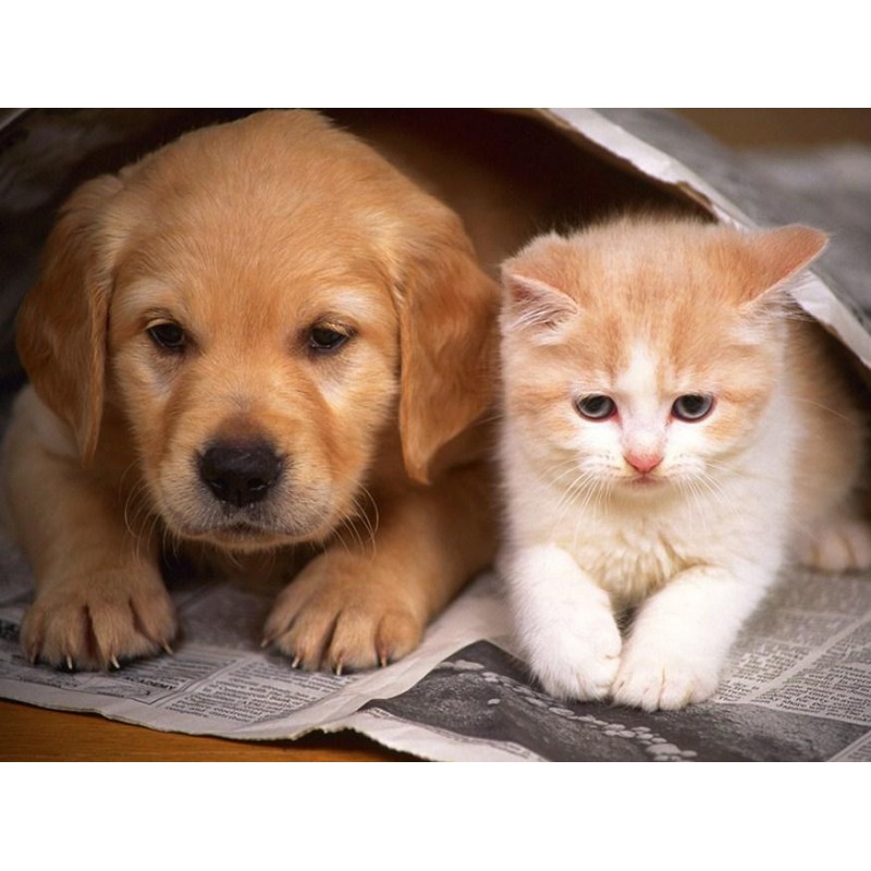 Cutest Dog & Cat...