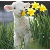 Cute Sheep Sniffing Flowers