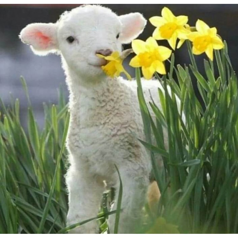 Cute Sheep Sniffing ...