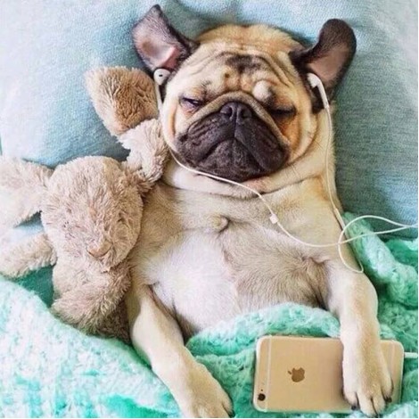 Cute Puppy Listening Music