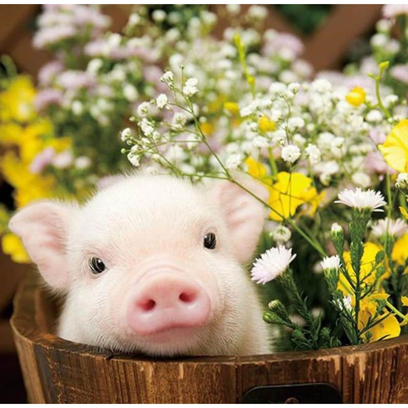 Cute Pig & Flowers