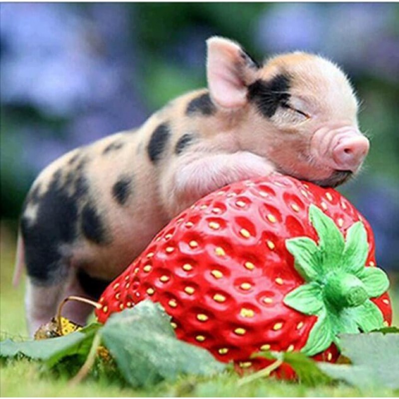 Cute Pig on Strawber...