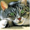 Beautiful Cat with Green Eyes