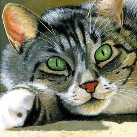 Beautiful Cat with Green Eyes