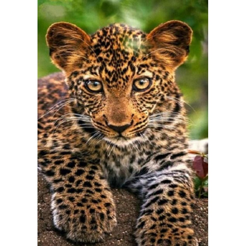Adorable Leopard Cub Diam...