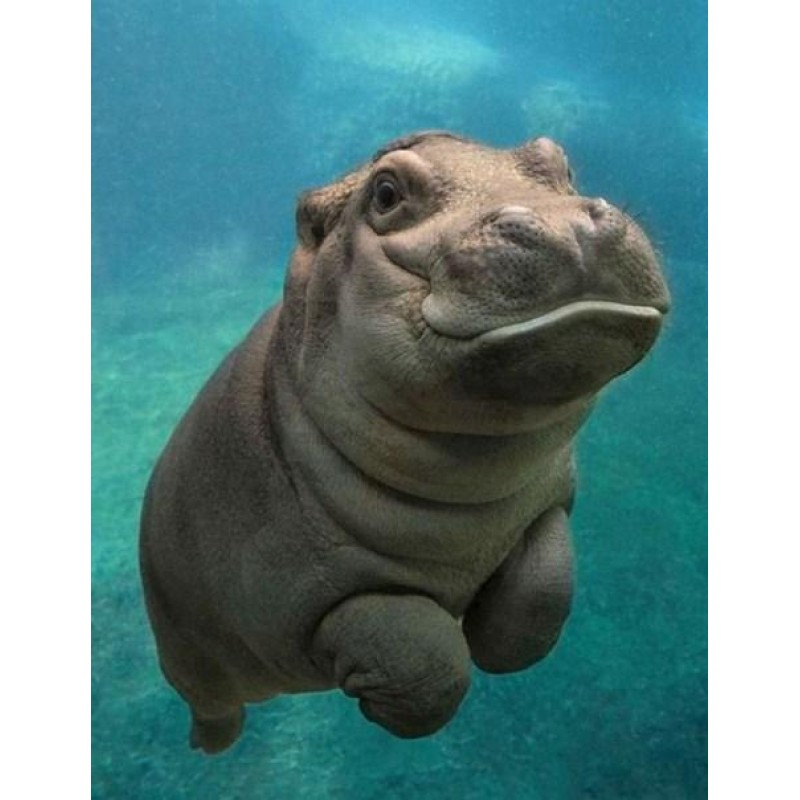 Cute Hippo Diamond P...