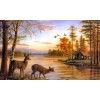 Cute Buck & Doe Pair Drinking Water