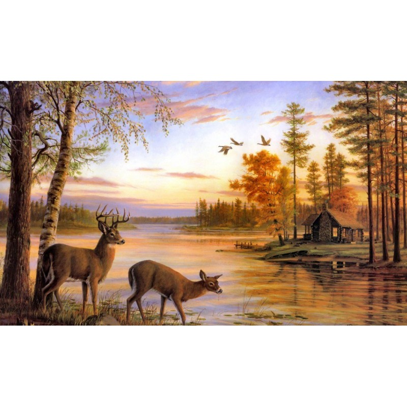 Cute Buck & Doe ...