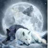 Black & White Wolves