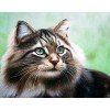 Adorable Cat