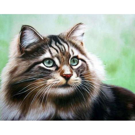Adorable Cat