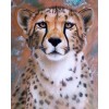 Copper Flash Cheetah