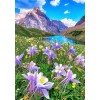 Columbine Flower in Mountains