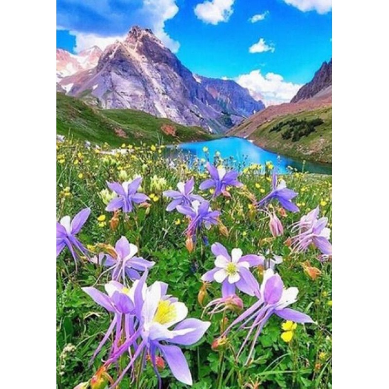 Columbine Flower in ...